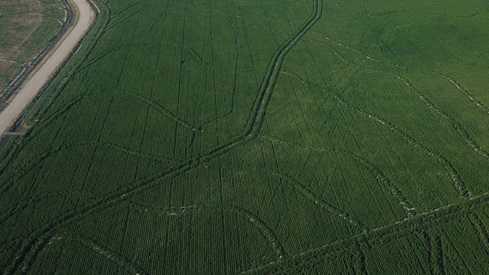 El resultado de que la soja haya caído en manos de arroceros 😅, riego por inundación