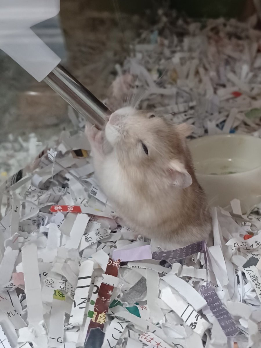 眠たそうに飲む水はうまいぜ☆
#ジャンガリアンハムスター #プディングイエロー