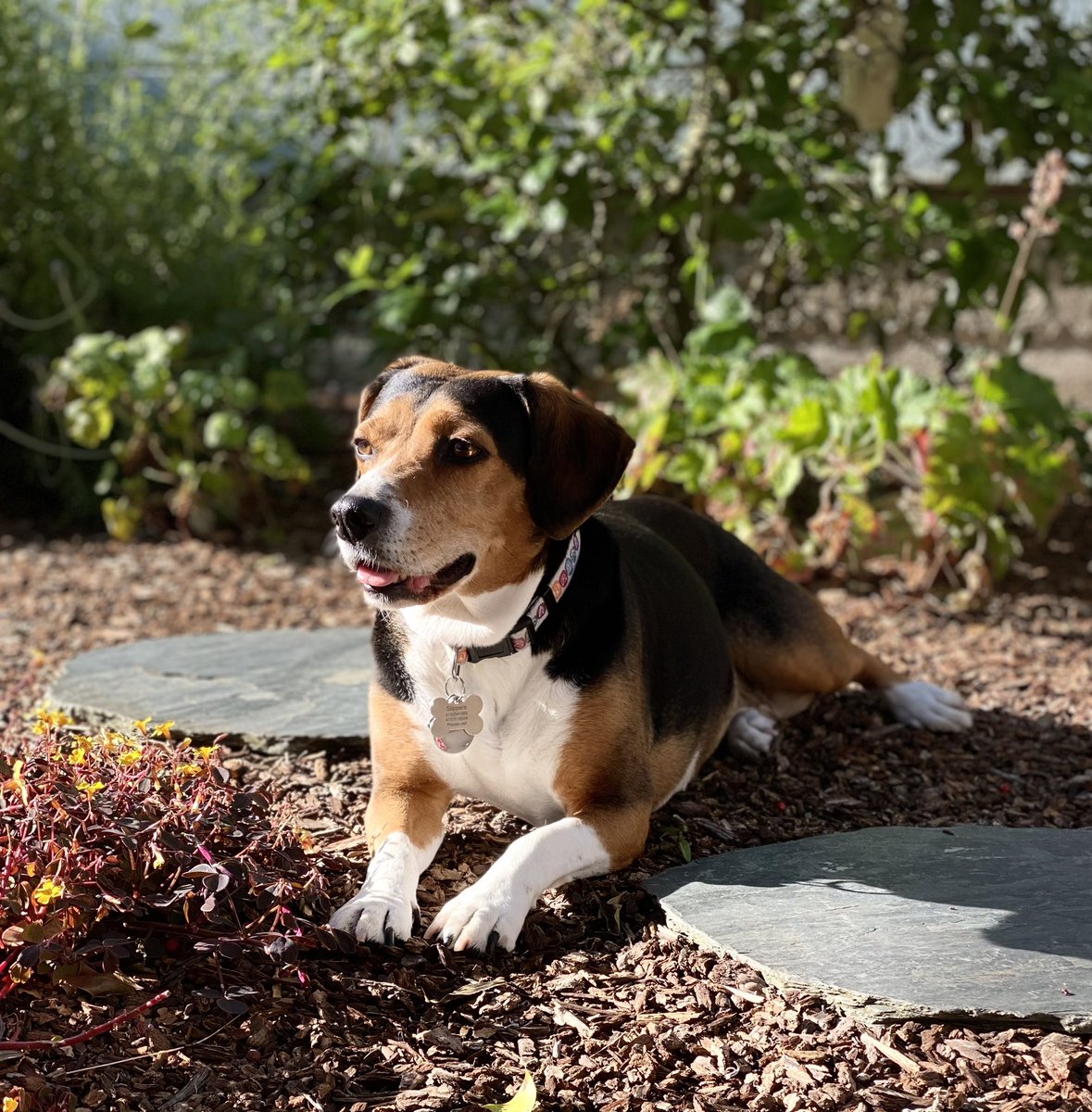 It’s my #gotchaday ! 9 years ago today the human’s mom decided this was my home (without asking the human😃). Best decision she ever made for her daughter I say #dogsarefamily