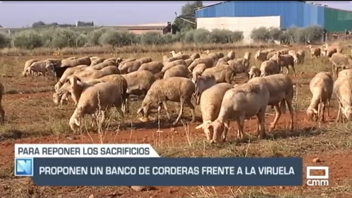 elcampoCMM's tweet photo. #VIRUELA #OVINAYCAPRINA
💪Frente común de #AGRAMA, DO @QuesoManchegod 🐑 🧀 y la IGP @CorderoManchego 🍖 para reparar los daños ocasionados por el virus.
👉Estas son las propuestas presentadas a @fmartinezarroyo @PonceIsla
▶️ https://t.co/e0rJC8XwsV
#HacemosPeriodismo @CMM_es https://t.co/hG8i7A9MXc