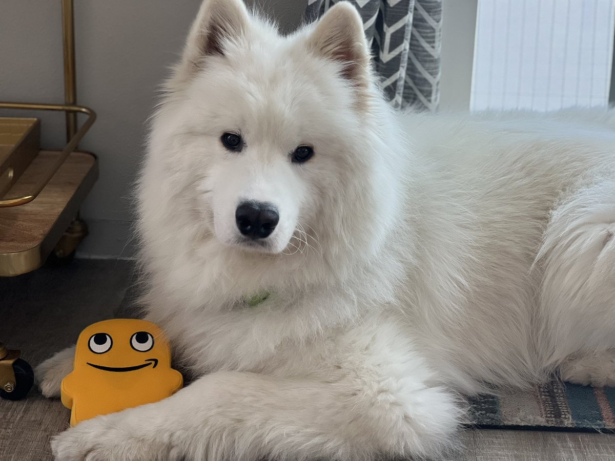 AlyshaPerisho's tweet image. Amazon pup 🐶 Essex loves his Peccy #dogsofamazon