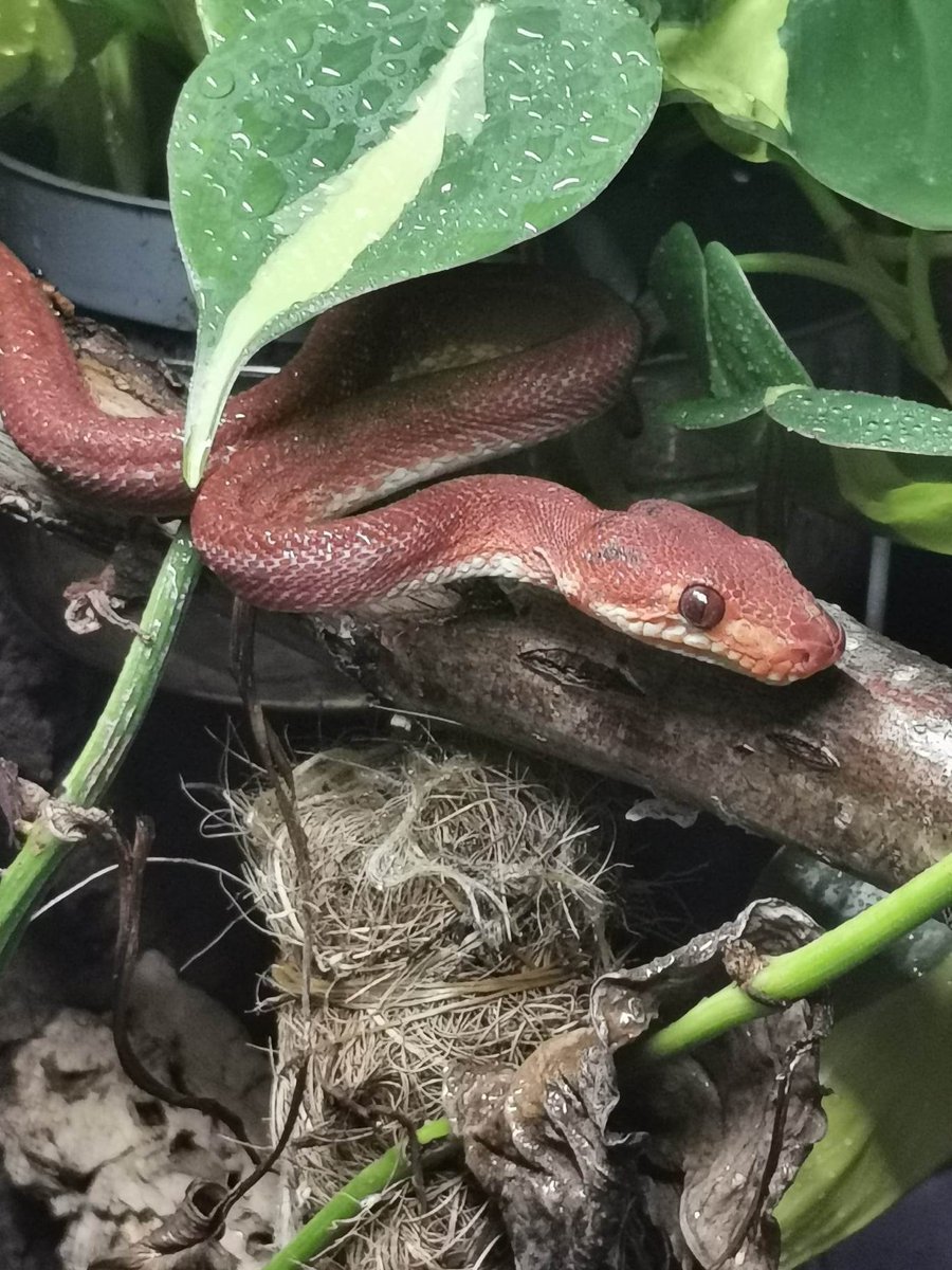 eyescream262's tweet photo. När man ändå steppar runt och packar och fixar så kan man ju gulla lite med drakarna också!
#Corallushortulanus #treeboa #bitch https://t.co/jecy5o6Bc4