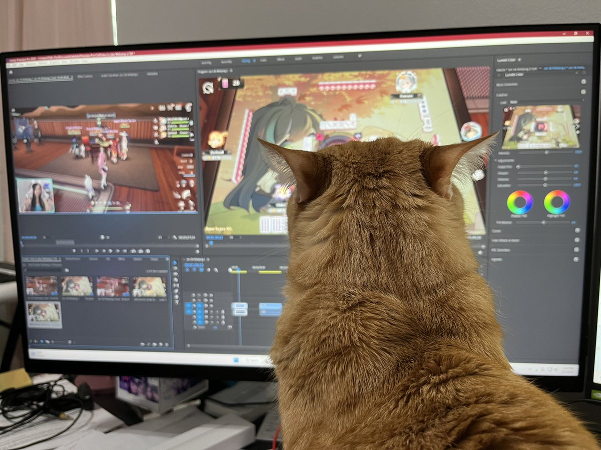 Simba watching me trying to figure out how to put a video together