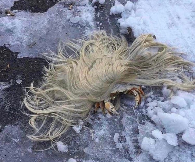 We’re all born naked and the rest is crab