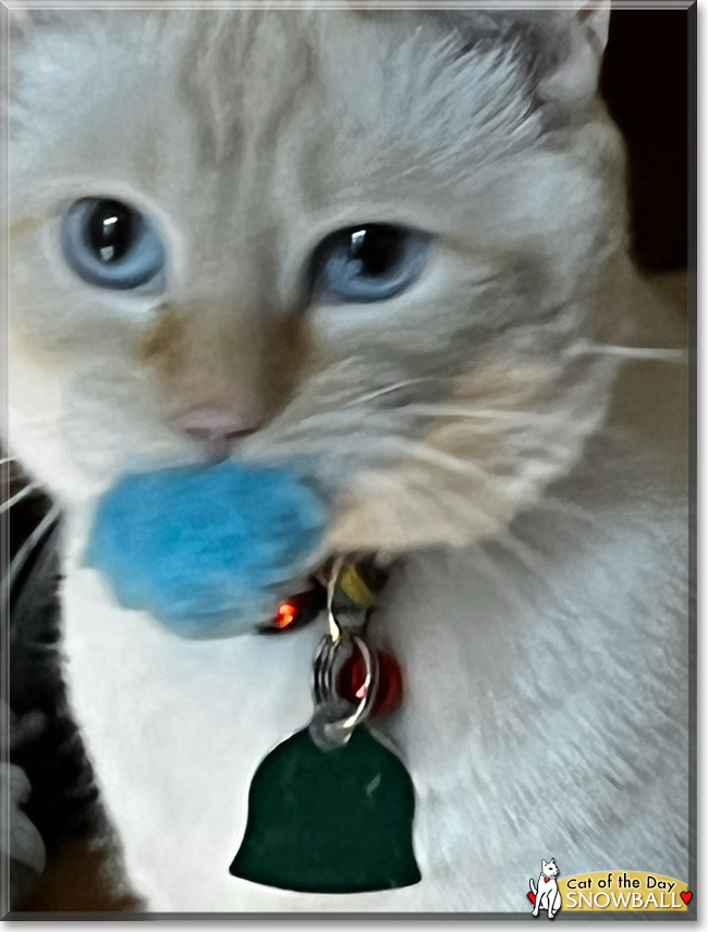 catoftheday's tweet photo. Celebrate #fluffyfursday with #stunning Snowball, a #Colorpoint #Shorthair #kitty #love - read his tale at https://t.co/MBUacJxAeT #catoftheday #CatsOfTwitter #catsofinstagram #cat https://t.co/EhPj13Plcq