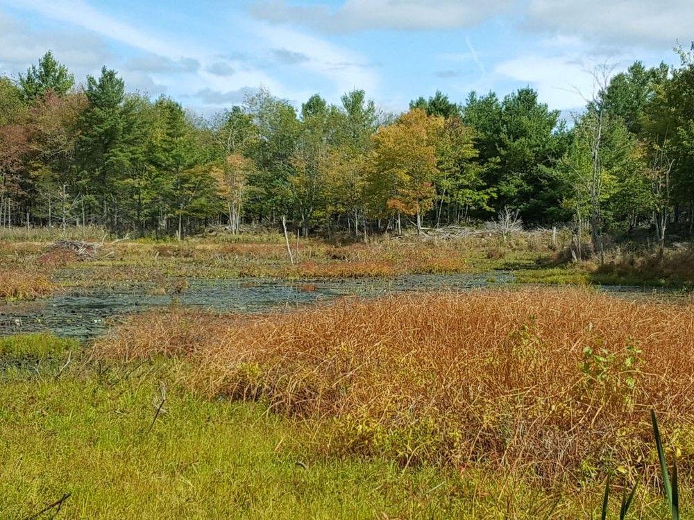 WhigStandard's tweet image. Nature Conservancy protects 75 hectares of land north of Kingston 
thewhig.com/news/local-new…