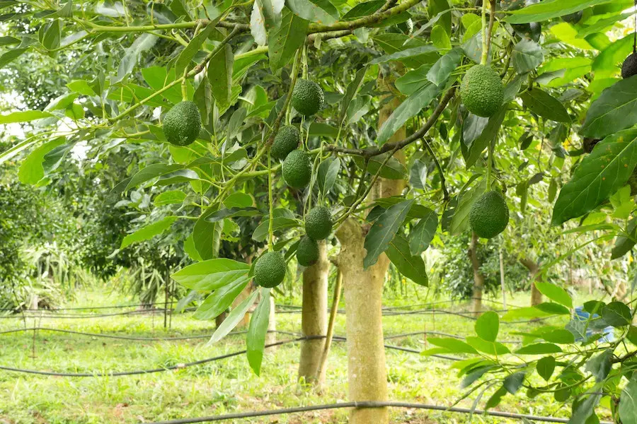 Agaclarneler's tweet photo. Avokado ağacı (Persea americana), subtropikal ve tropikal alanlarda yetişen, yıllık bir bitkidir. #avokadoağacı #avokadoağacıbakımı #avokadoağacınekadarsüredemeyveverir #avokadoağacıneredeyetişir #ağaç #doğa #tabiat #çiçek #nature #green

https://t.co/V92IEya1gj https://t.co/NVdaq8bYxd