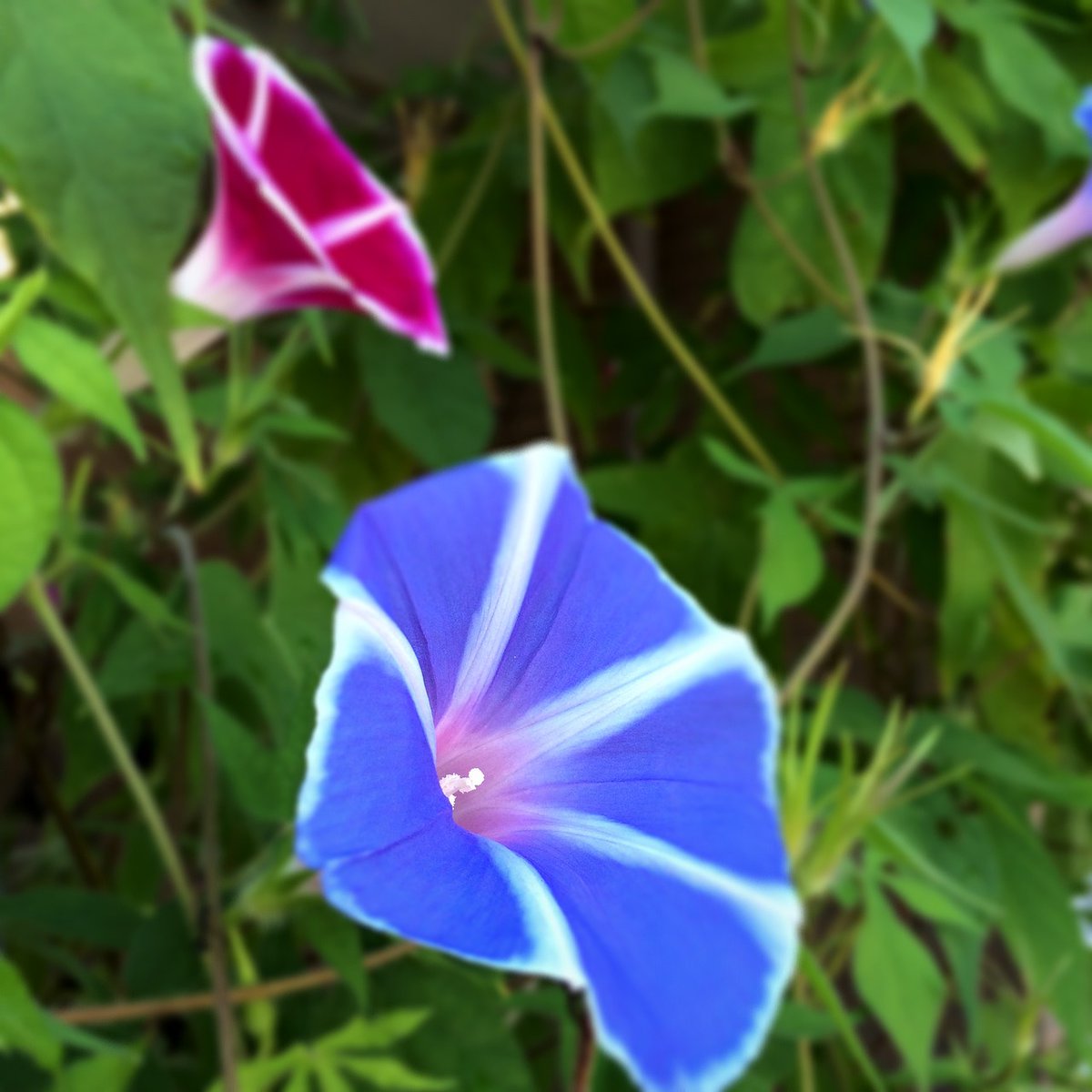 Alfred_memories's tweet photo. 154輪の言葉の花🌻

ひょうきん（飄軽）🌸

気軽で、笑いを誘うようなことを言ったりする様子
「きん」は「軽」の中国音である

それから
サーカスのピエロよろしく
競技のあいまに観客を楽しませる役のひょうきんな連中が十二人ほど加わりました

『あしながおじさん』

#坪井郁美 #福音館文庫 #朝顔 https://t.co/GxSw2hWkSo