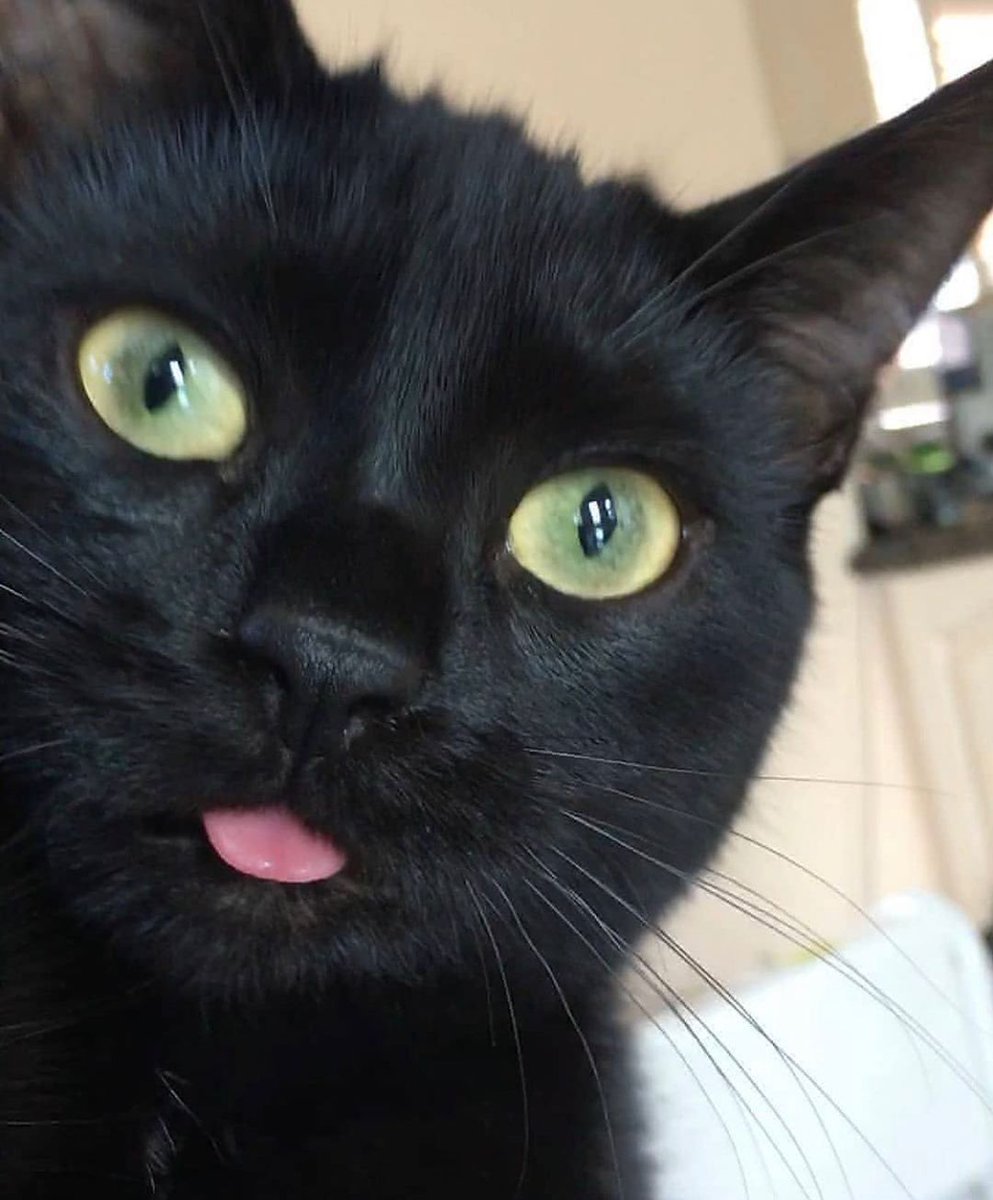 Titmousie2's tweet photo. #Boop! https://t.co/ct1kdecVSc