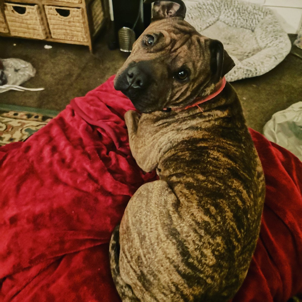 Bycrookofmyhook's tweet image. I'm trying to raise funds for my Mab to be spayed because in her last season she had a false pregnancy and on the ultra sound it showed she had some fluid in her uterus. Annoyingly, my pet insurance doesn't cover the op. #MHHSBD #staffycross #vetbill  ko-fi.com/bythecrookofmy…