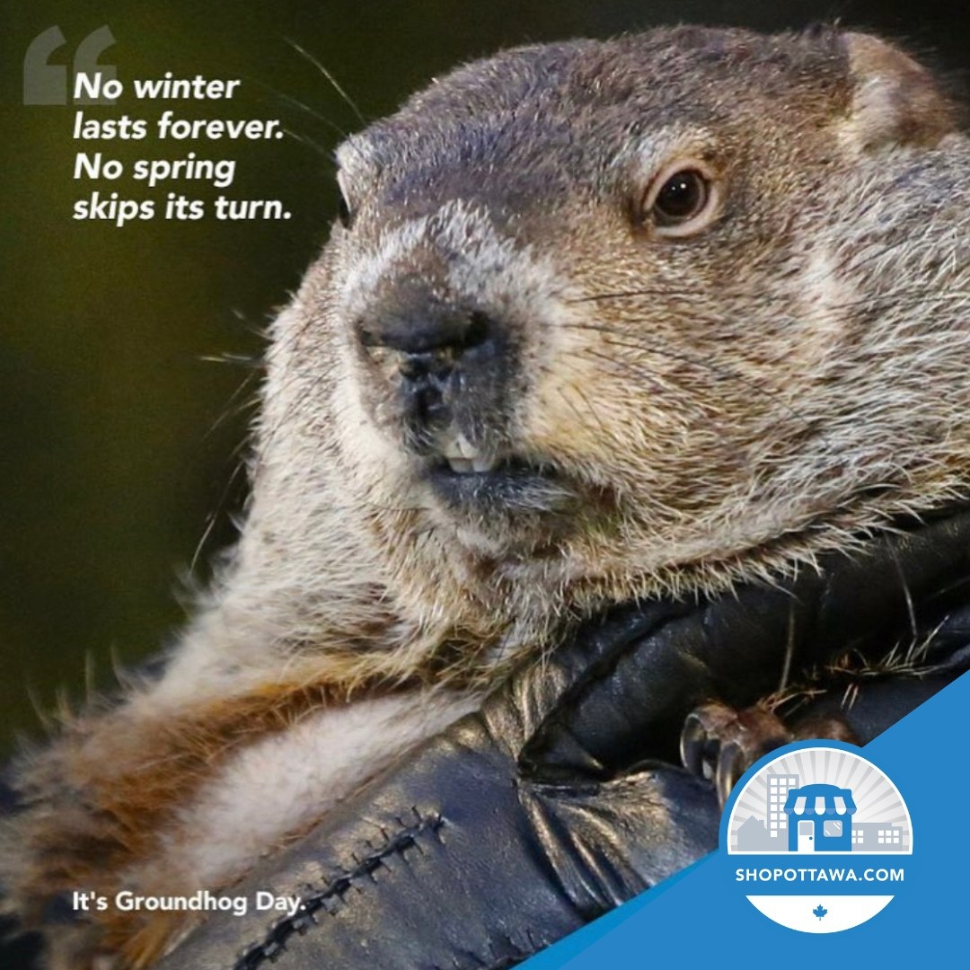 What will it be? Will the groundhog see its shadow, meaning we have 6 more weeks of winter, or is spring on its way early this year? Whichever it is, we know that Ottawans will find lots of ways to... more at shoplocal.ly/46wGs