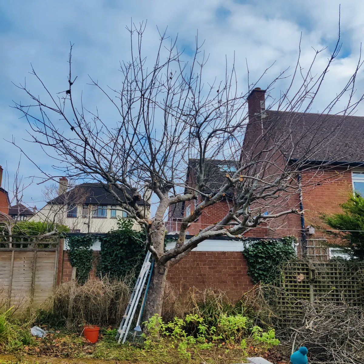 PhillyBillyB's tweet photo. Planting bare root beech hedging (amongst other things) this week on the RHS #horticulture course. And finally pruning the big old Bramley apple tree at home! #appletree https://t.co/ce7tywEZET