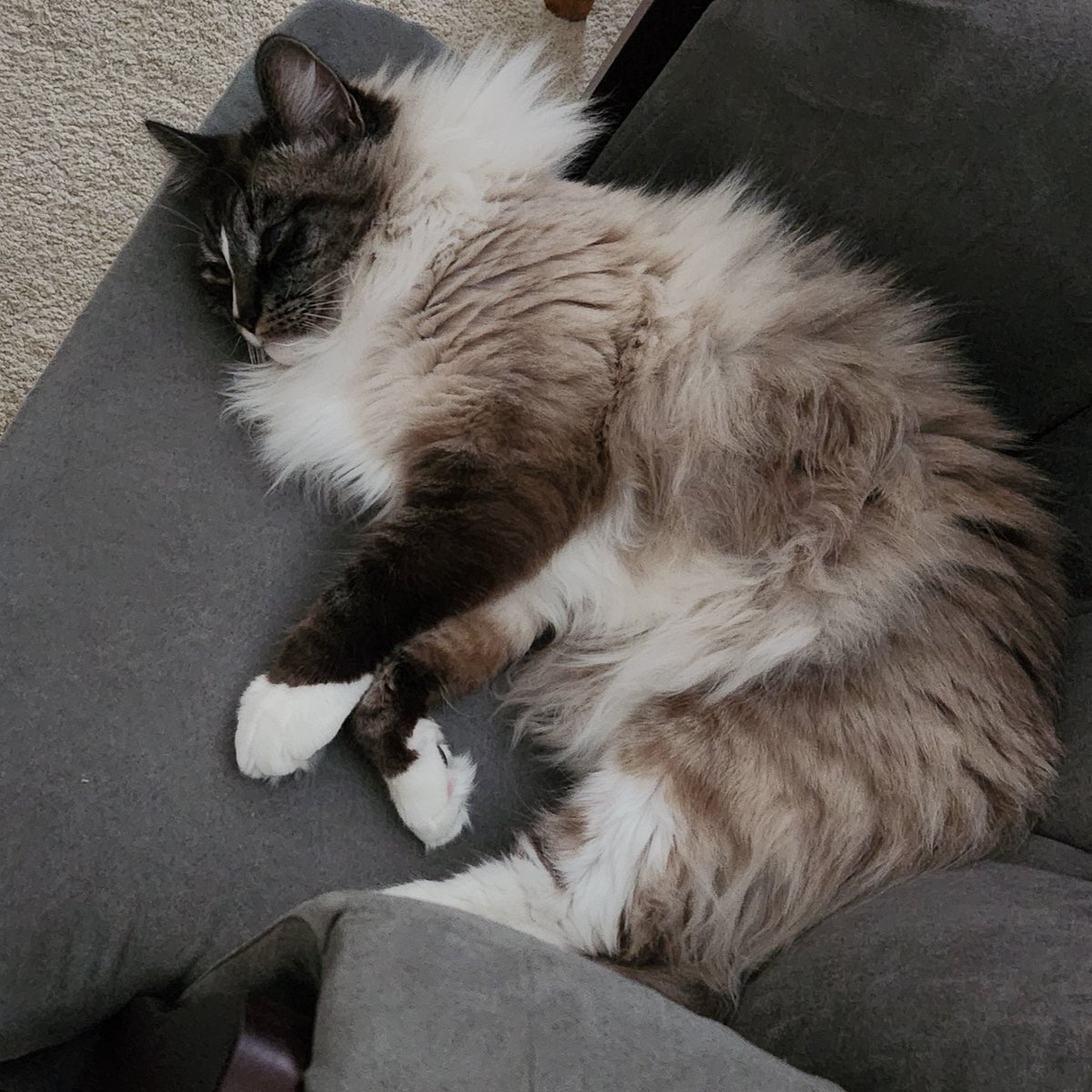 muqington's tweet photo. @LilahSturges PIZZA!! and my lorge cat, Peebee https://t.co/gpVsVK3u58