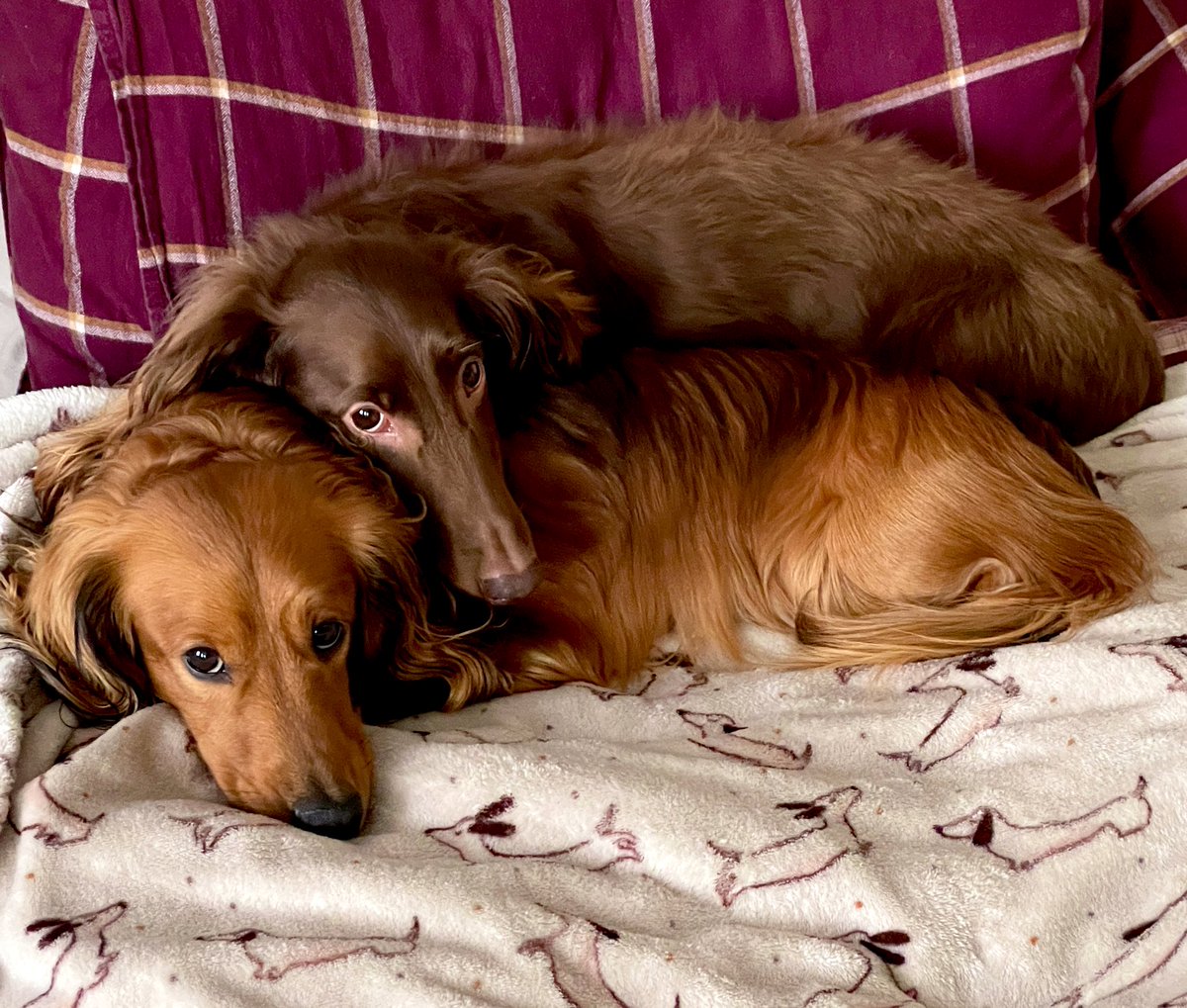 Get cuddle buddies like these too, they won’t disappoint 💕☺️