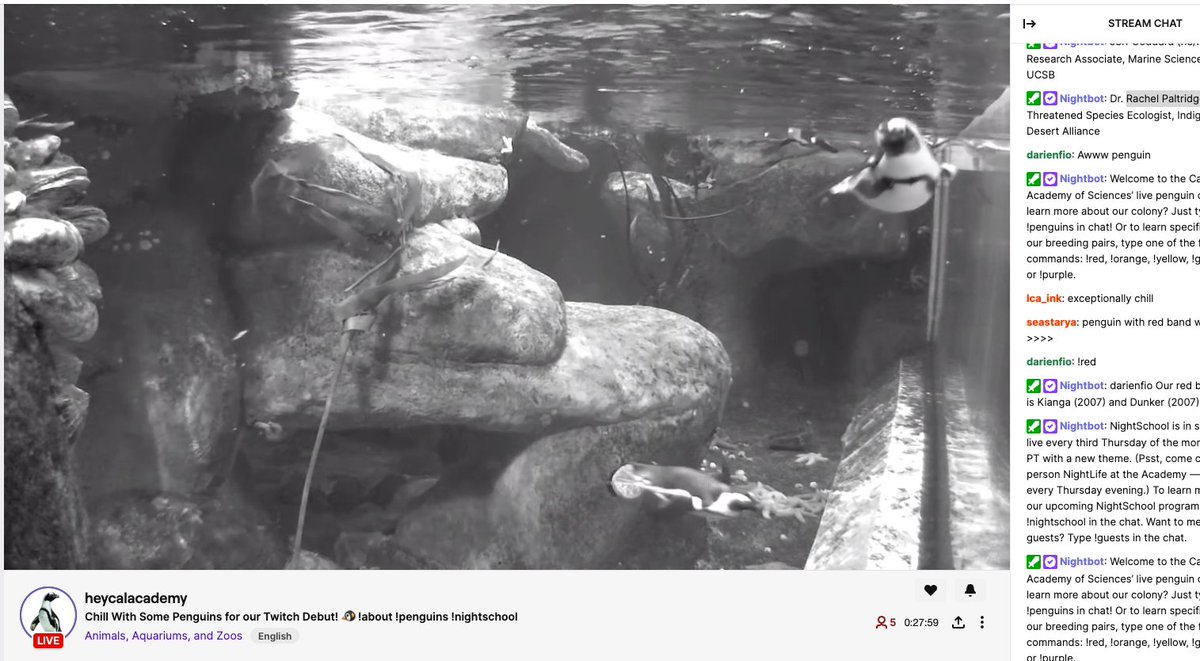 Streaming on <a href="/Twitch/">Twitch</a> for the very 1st time: exceptionally chill penguin-viewing, via our Species Survival Plan colony! And✨tonight✨ at 7pm PST, don't miss NightSchool: Back from the Dead, feat. the "Lazarus species" you didn't know you were missing: bit.ly/3JFZvsn