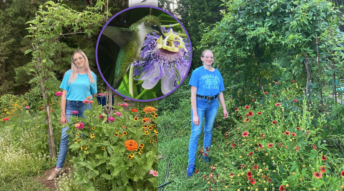 Macey_Lou's tweet photo. Purple Passionvine Native Plant Profile || Passiflora Incarnata #butterflygardening #tennesseegarden #fritillarybutterfly #passionvine https://t.co/D9b6UV0DAT via @YouTube https://t.co/qtO9eZ398n