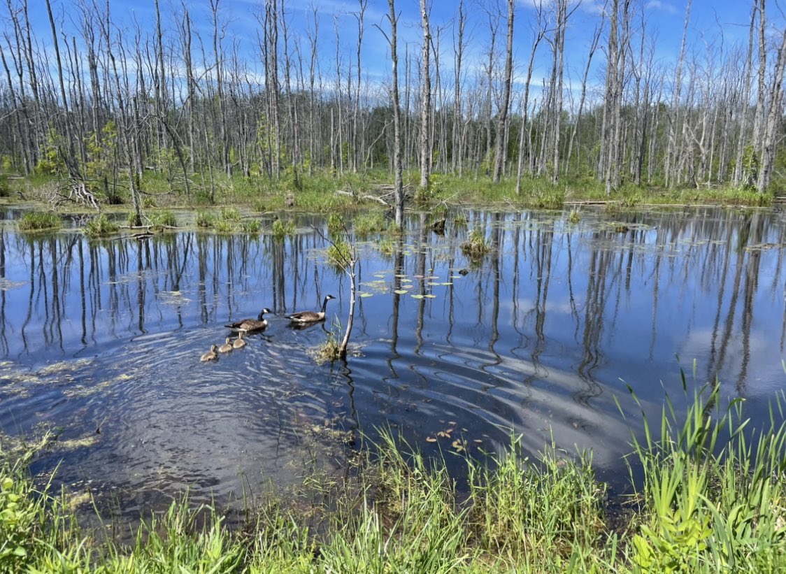 Happy world #wetlands day! These stunningly beautiful ecosystems clean our water, help prevent flooding, provide important habitat for wildlife and so much more! Wetlands are vital for humans and wildlife, let’s do a better job protecting them. #SaveOntarioWetlands