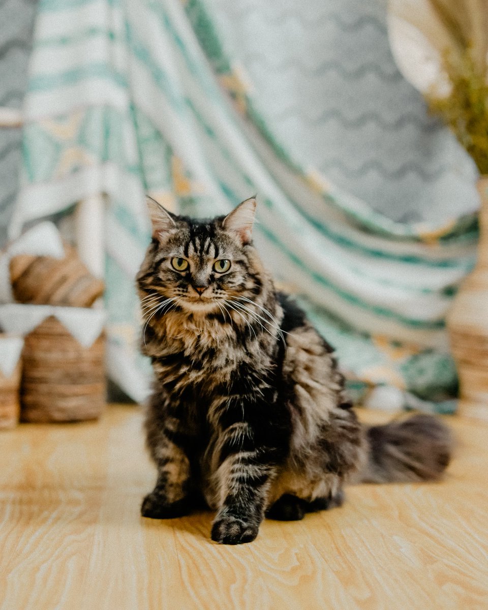 Jadi fotografer kucing kali ya, kolamnya belum rame keknya.