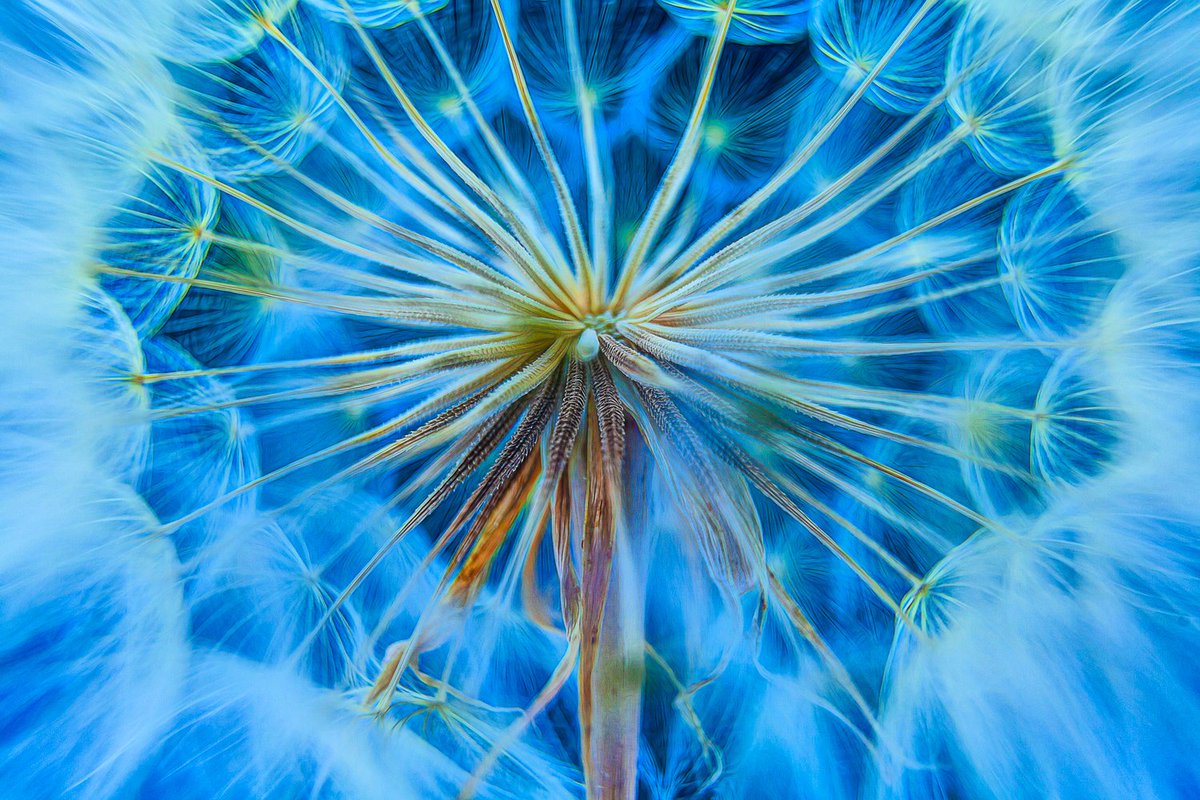New Offering! 
Limited edition of "Connection"

This is a closeup wide angle image of a Dandelion that represents the interconnected nature of our world.

0.007 eth.    (approx. $12)
Starts 7pm CDT  2/3/23- Ends 2/10/23 

Thanks for your support! 🖖 .  . 
app.manifold.xyz/c/RBC-Connecti…