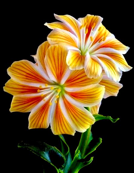 “Allah’a tevekkül et, vekil olarak Allah yeter.”

(Ahzab, 33/3)

HAYIRLI ve NURLU CUMA’LAR…