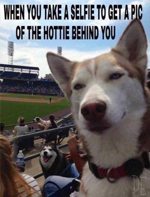 Heckin Good Dogs (@heckingooddogs) on Twitter photo 