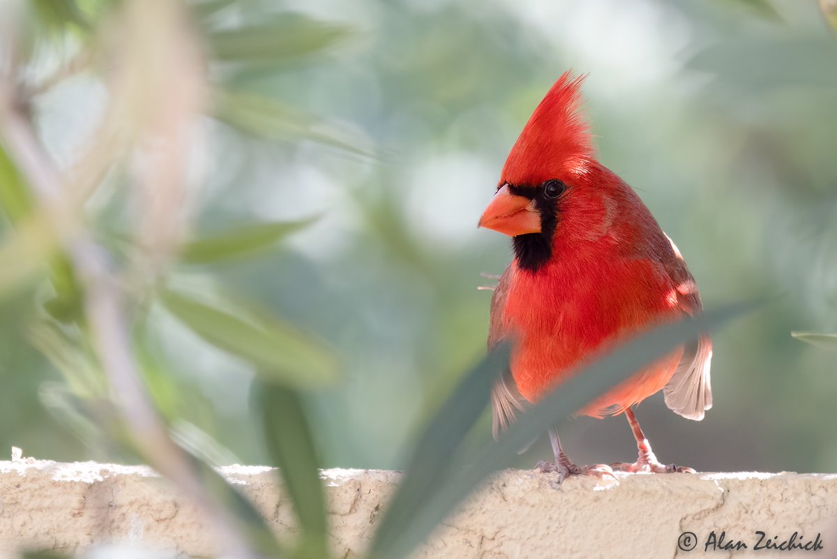 Alan Zeichick tweet media