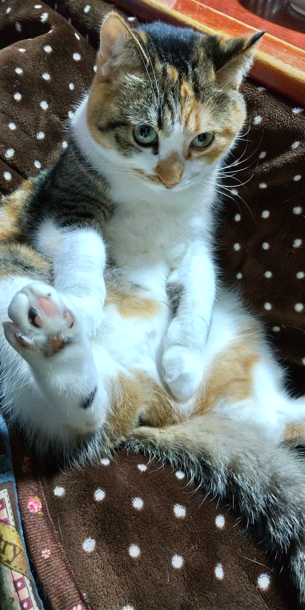 進めーねこにゃん (@susumenekonyan) / Posts / X