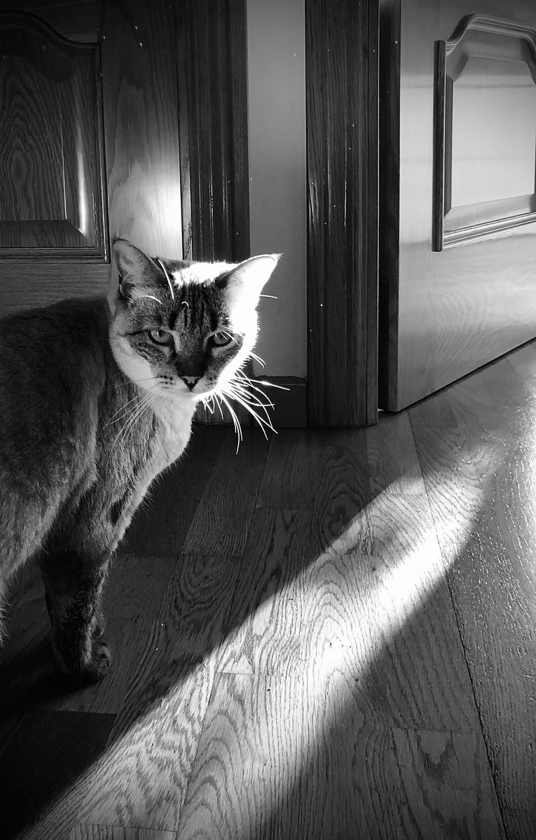 Ketty 💙
#gata #catsofinstagram #catstagram #catslover #cat #instacats #catlife #cats_of_world #catsagram #catscatscats #neko #gatto #gatta #gatti #猫 #кошка #blancinegre #bnwphotography #blackandwhitephotography #blackandwhite #bnw #bnw_shots #bnw_greatshots #bnw_planet