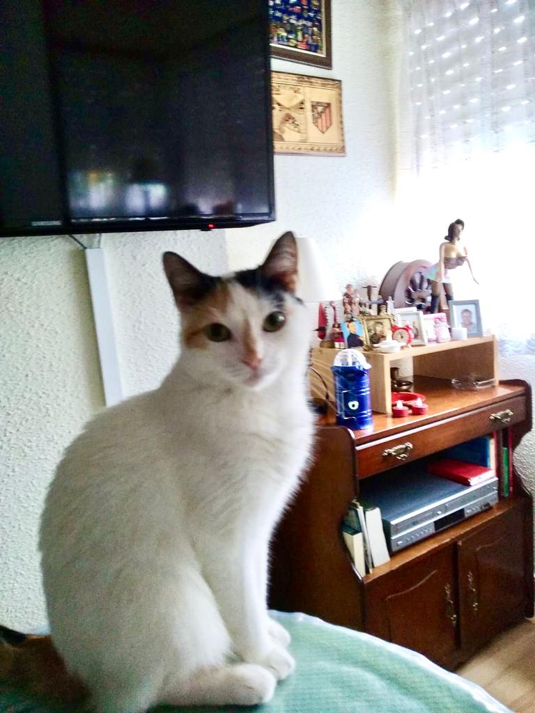 SilviaMylo's tweet photo. Tiene dos años y está destrozada, no ve a su dueña, la busca 😢
Ha muerto y la familia no puede quedarse con ella 😭 💔
Madrid
+34 645 25 15 53 https://t.co/sCvDUfMV6Y