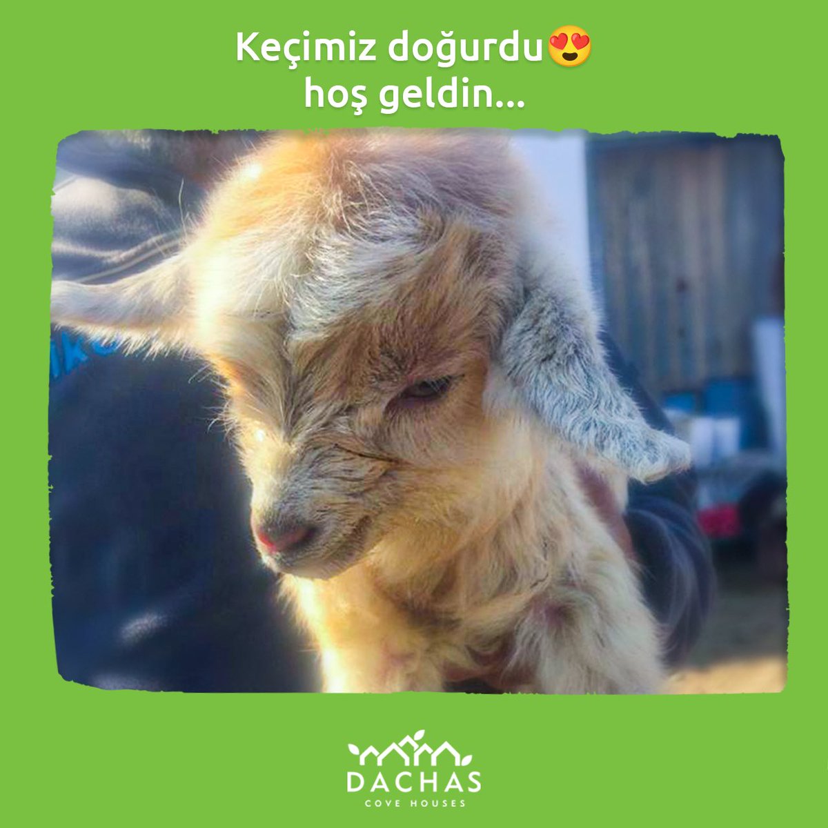 Ailemiz büyüyor 🐐 #çiftlik #çiftlikhayvanları #çiftlikköy #çiftliktatili