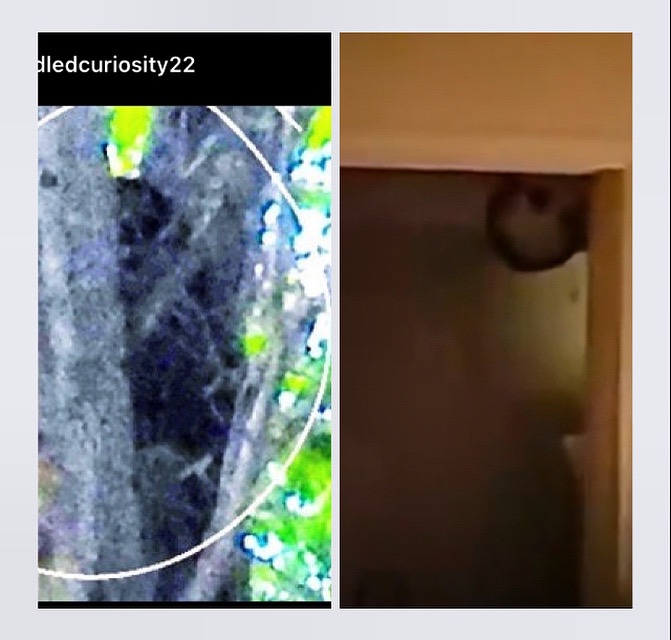 The #Watchers. Photographed on left taken 2022 USA. Right pic comparison from another sighting. #paranormal #multidimensionalBeings #Ce5 #contact #et #cryptid #humanoids #ufo #uap #thewatchers #AppalachianFolklore #mysteriousCreatures #WeAreNotAlone