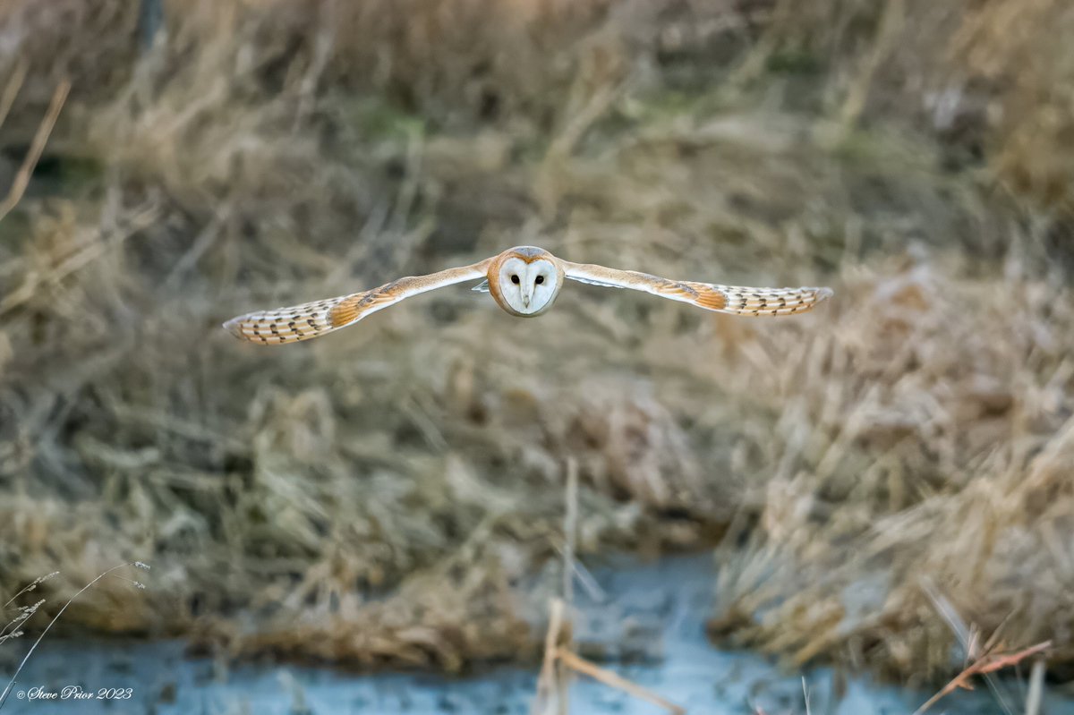 steveprior11's tweet photo. Hunting Barn Owl near Spalding, South Lincolnshire @LincsWildlife @Lincsbirding @LincsNaturalist @lincsbirders @Natures_Voice @RSPBbirders https://t.co/aLFfoZ5Slp