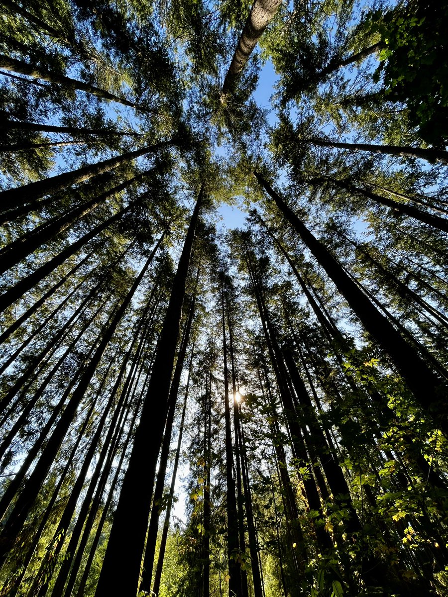 boc27yaya's tweet photo. @xobreex3 A beautiful day for looking up in the #pnw https://t.co/mhLBggC3vX