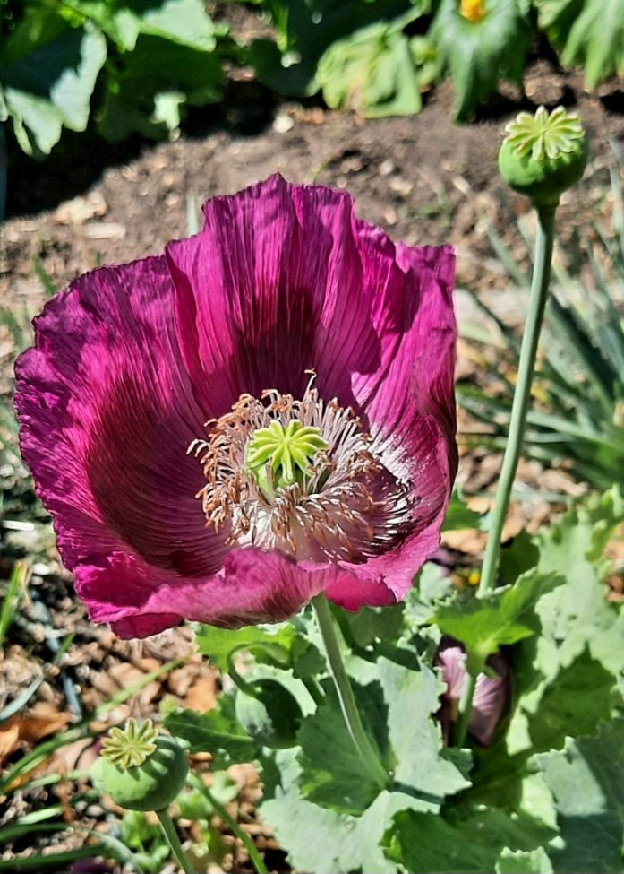 Day 26 #Gratitude January 2023

"Just living is not enough... one must have sunshine, freedom, and a little flower.

- Hans Christian Andersen

#newyear #gratitude #abundance #newyear #newbeginnings #tenweeks #incredibleyou #coach