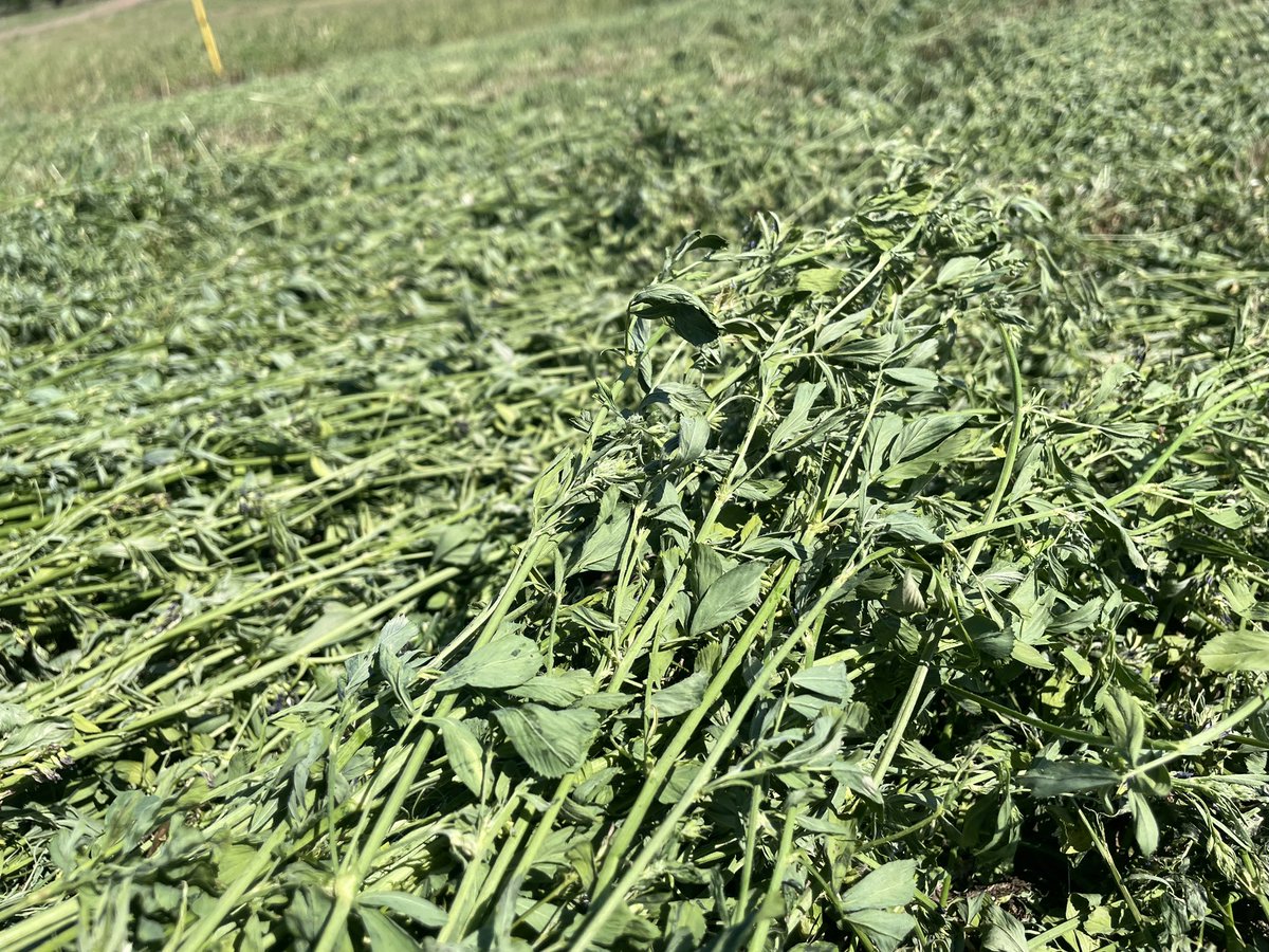 gonal20's tweet photo. 7 de oro en alfalfa, después de cortada casi desaparecen. https://t.co/KGGAVsDRLt