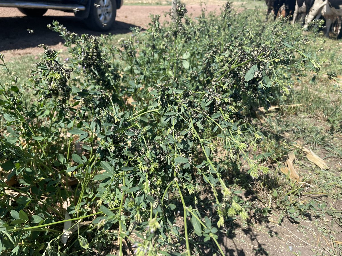 gonal20's tweet photo. 7 de oro en alfalfa, después de cortada casi desaparecen. https://t.co/KGGAVsDRLt