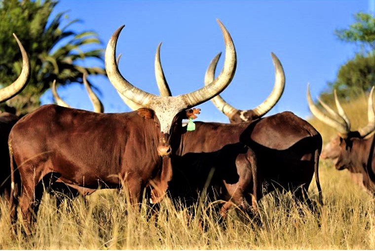 RickWarren's tweet photo. Hey Bart! @bartbarber How many cattle do YOU have?  I own 15 longhorns. I began with 1 given to me 15 years ago but she's birthed 14 more since!  They are prized Ankola longhorns of Rwanda. We want to elect you President of our BPCA -Baptist Preachers Cattlemen Association. OK? https://t.co/dcewtgNzvI