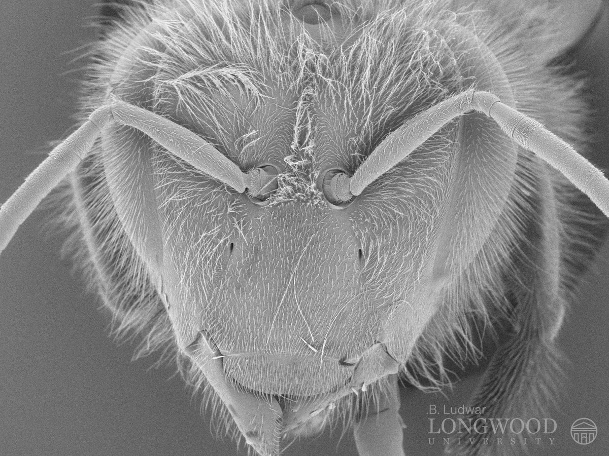 Longwood_BES's tweet photo. The BES Department recently sponsored the Heart of Virginia Beekeepers Conference (Jan, 2023).Attendees were provided with close-up images of their bees taken using Longwood's scanning electron microscope. Click the link below to learn more about the SEM! https://t.co/2qKk2vrAud https://t.co/1KBclbG8wR