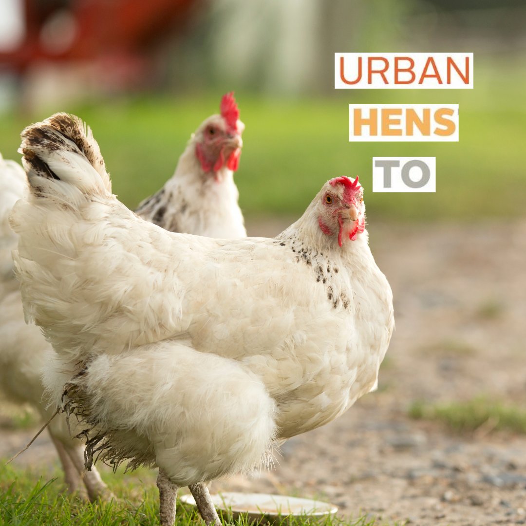 Let the #CityOfTO know what you think about the UrbanHensTO pilot program! Should #Toronto make the program permanent and city-wide? 
Take a survey and share your feedback by Feb 7: toronto.ca/UrbanHensTO