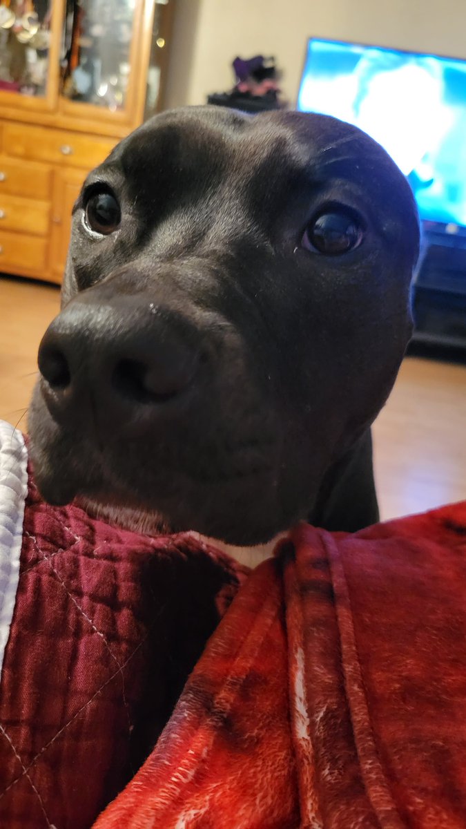 rubyafonseca's tweet photo. @Chewy https://t.co/G97HW3pjQ0