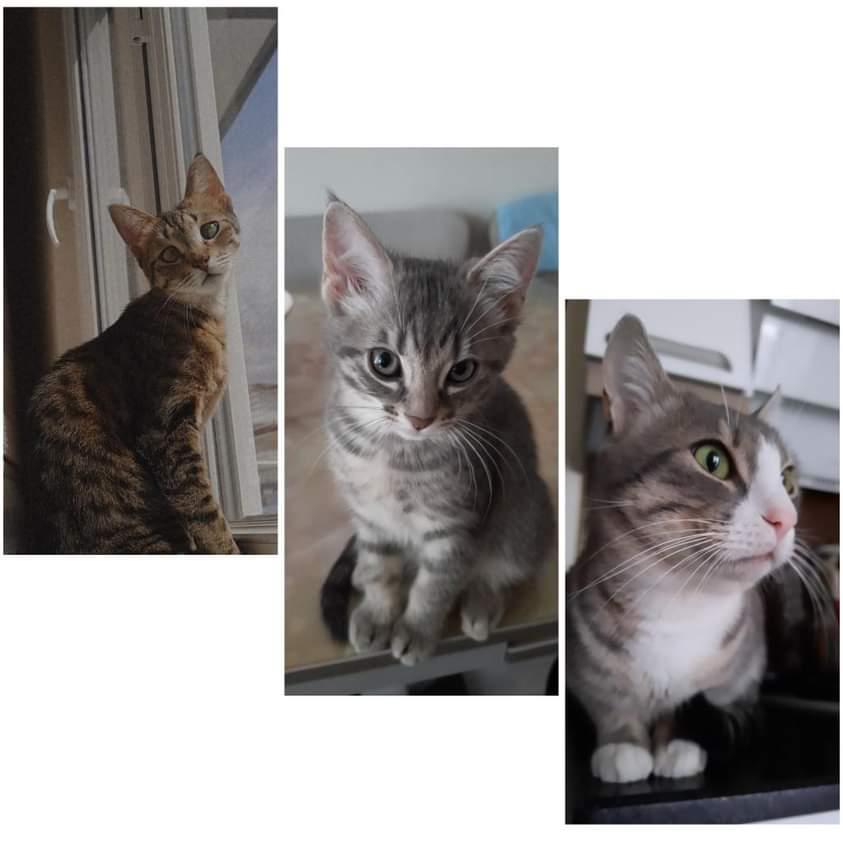sevmutluol's tweet photo. Fotoğraf için teşekkür ederiz 😊

Fotoğraf sahibi İnstagram : kajubademduman

#hayvanlarisevmutluol #hayvanlar #animals #kediler #cats https://t.co/fNfXrOObOp