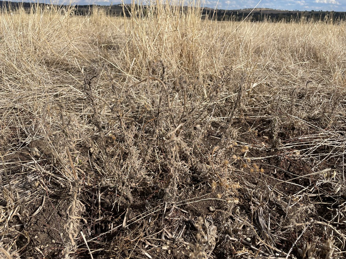 MartinMurray_Ag's tweet photo. Paraquat + Pixxaro 19 days after application, some green spots at the base of larger plants but all of the small stuff is smoked. https://t.co/Ywb8tKxoAs