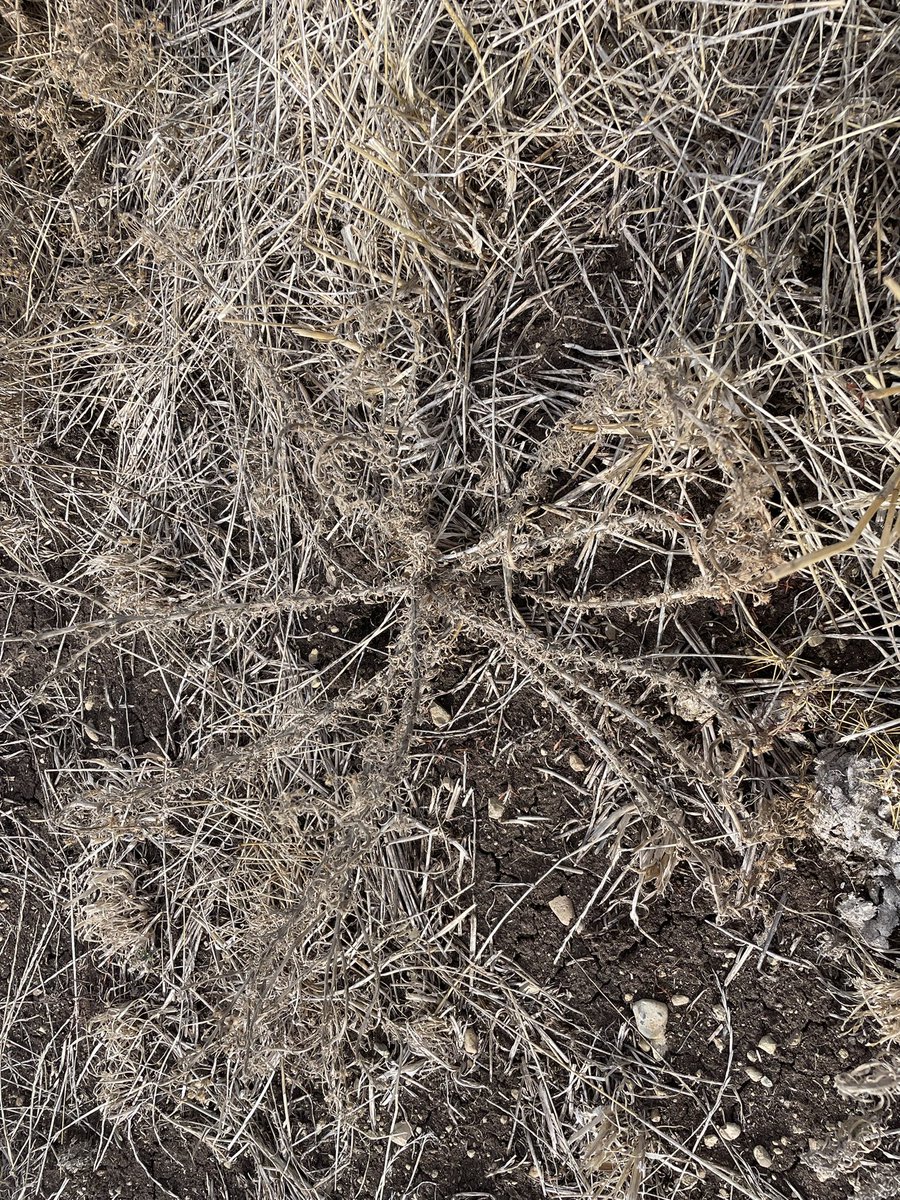 MartinMurray_Ag's tweet photo. Paraquat + Pixxaro 19 days after application, some green spots at the base of larger plants but all of the small stuff is smoked. https://t.co/Ywb8tKxoAs