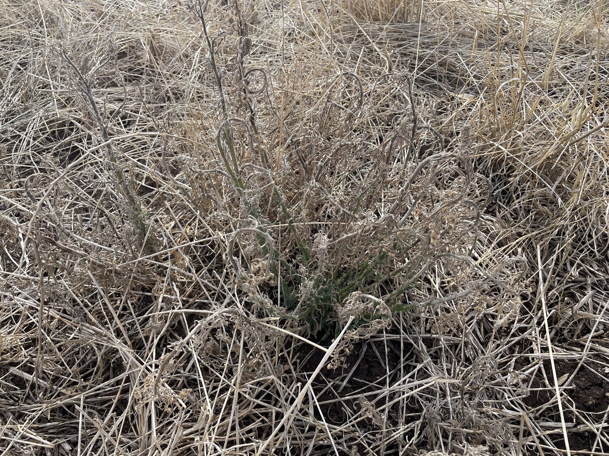 MartinMurray_Ag's tweet photo. Paraquat + Pixxaro 19 days after application, some green spots at the base of larger plants but all of the small stuff is smoked. https://t.co/Ywb8tKxoAs