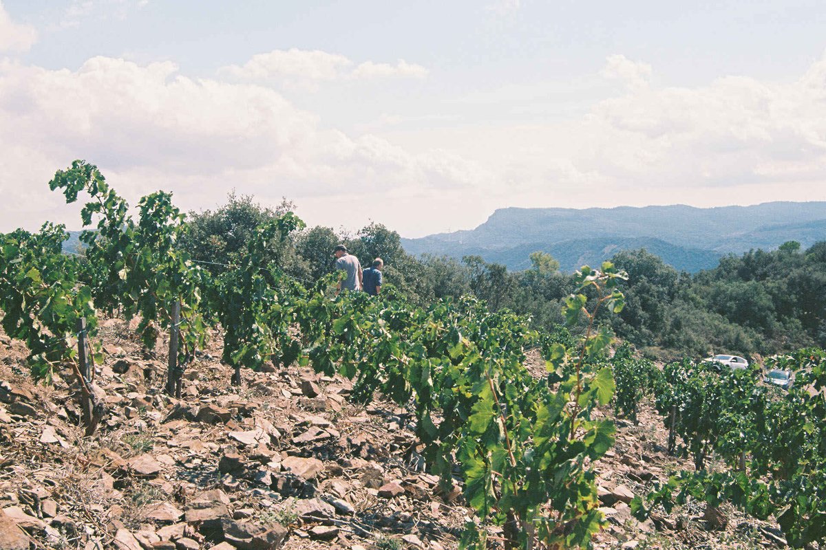 BWinelove's tweet photo. As Climate Change Drives Up Temperatures, Winemakers Climb Higher https://t.co/GRSf1QFSk6 https://t.co/pltxkc3qrG