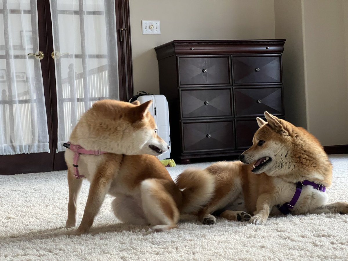 Kimling Lam tweet media