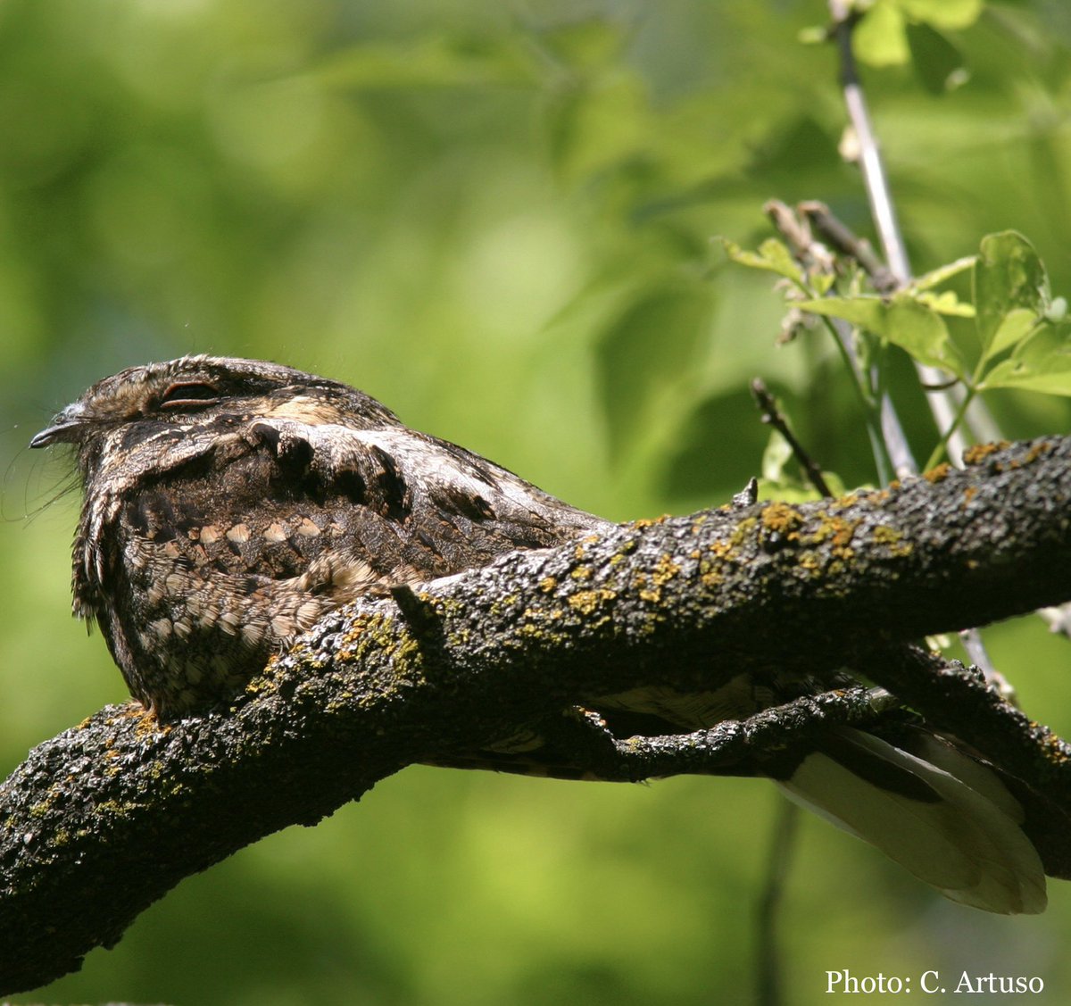 ManitobaIBA's tweet photo. Do you want to become a Conservation Champion? 

We are looking for landowners with suitable habitat for Red-Headed Woodpeckers or Eastern Whip-Poor-Wills to participate in our voluntary stewardship program. 

Visit the link in bio or email  iba@naturemanitoba.ca for more info! https://t.co/aeL8r1XxOT