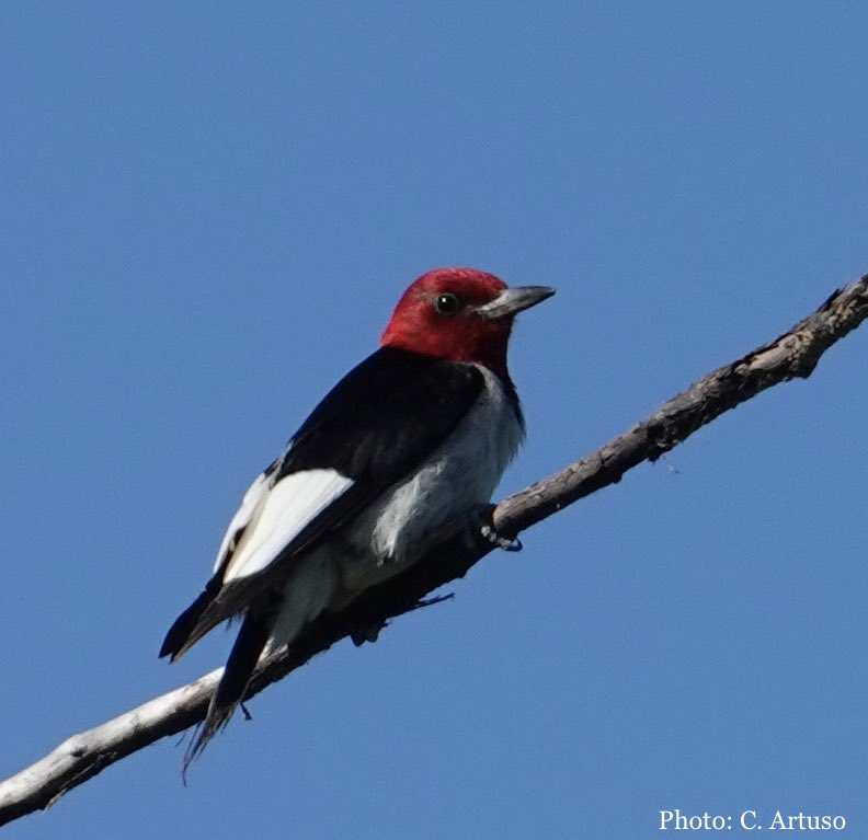 ManitobaIBA's tweet photo. Do you want to become a Conservation Champion? 

We are looking for landowners with suitable habitat for Red-Headed Woodpeckers or Eastern Whip-Poor-Wills to participate in our voluntary stewardship program. 

Visit the link in bio or email  iba@naturemanitoba.ca for more info! https://t.co/aeL8r1XxOT