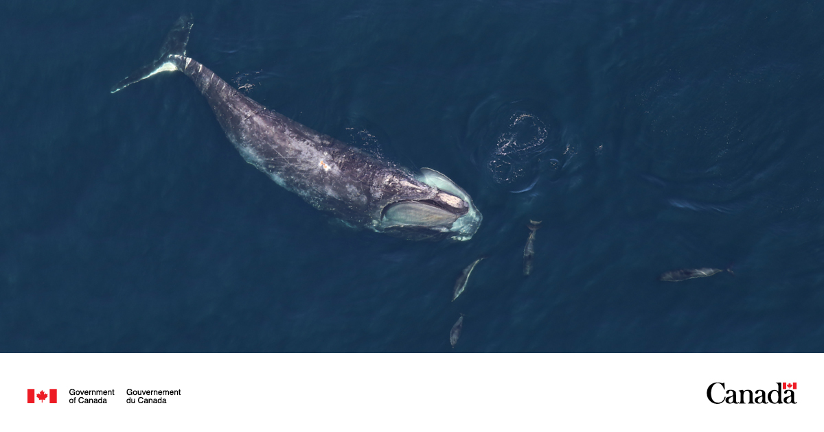 Transport_gc's tweet image. We have issued a penalty of $8,250 to the vessel Nord Saturn for non-compliance of the 2022 #RightWhales speed restrictions in the Gulf of #StLawrence.  
 
We are committed to the protection of this endangered species: ow.ly/qyx350wftP5