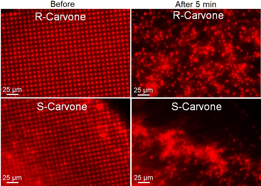 Model membrane systems react dramatically to odorants and can also be enantioselective.  For more drama see "Odor Discrimination by Lipid Membranes" doi.org/10.3390/membra…